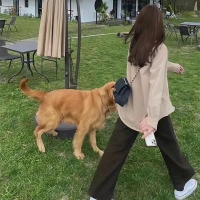 对战美洲狮
